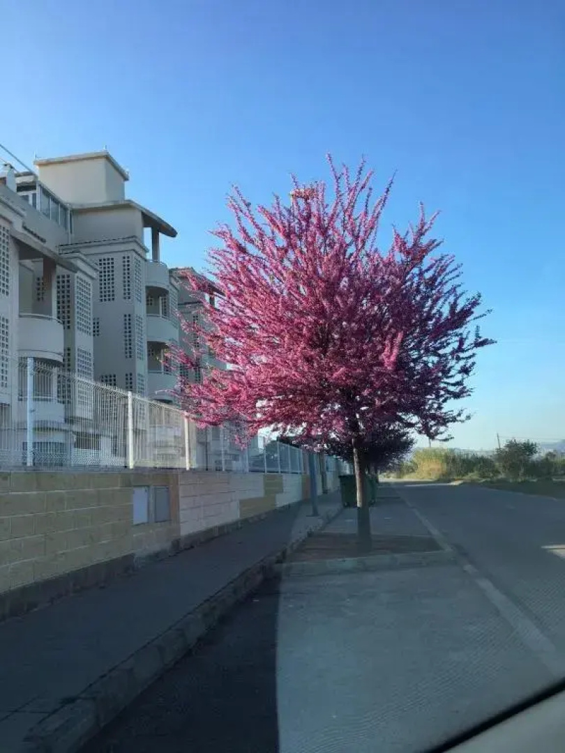 Playa Sol Apartment