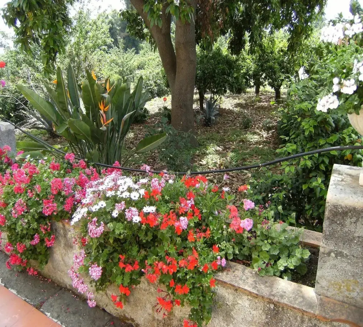 Baglio delle Rose