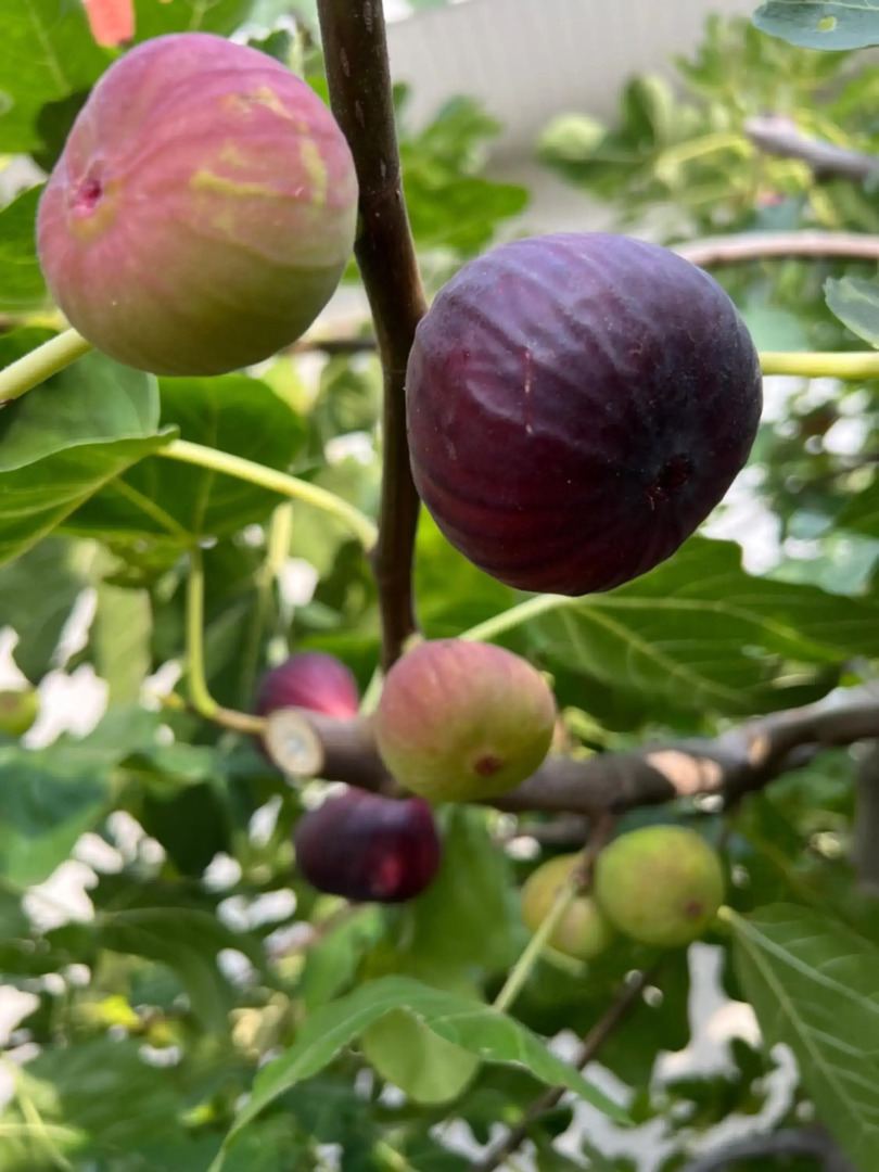 Ron De Mar #3 modern room