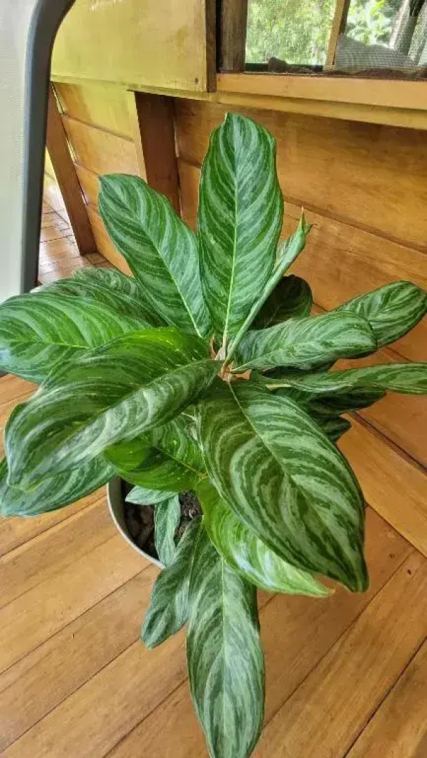 Private jungle “Loft del Rio” river access