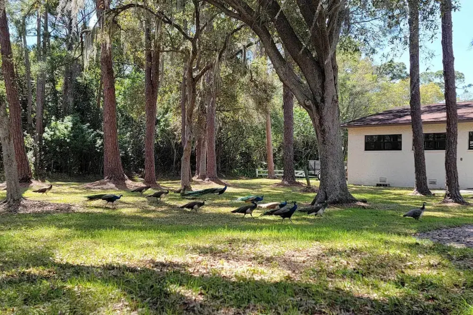 The Peacock Farm Largo Home + Outdoor Oasis!