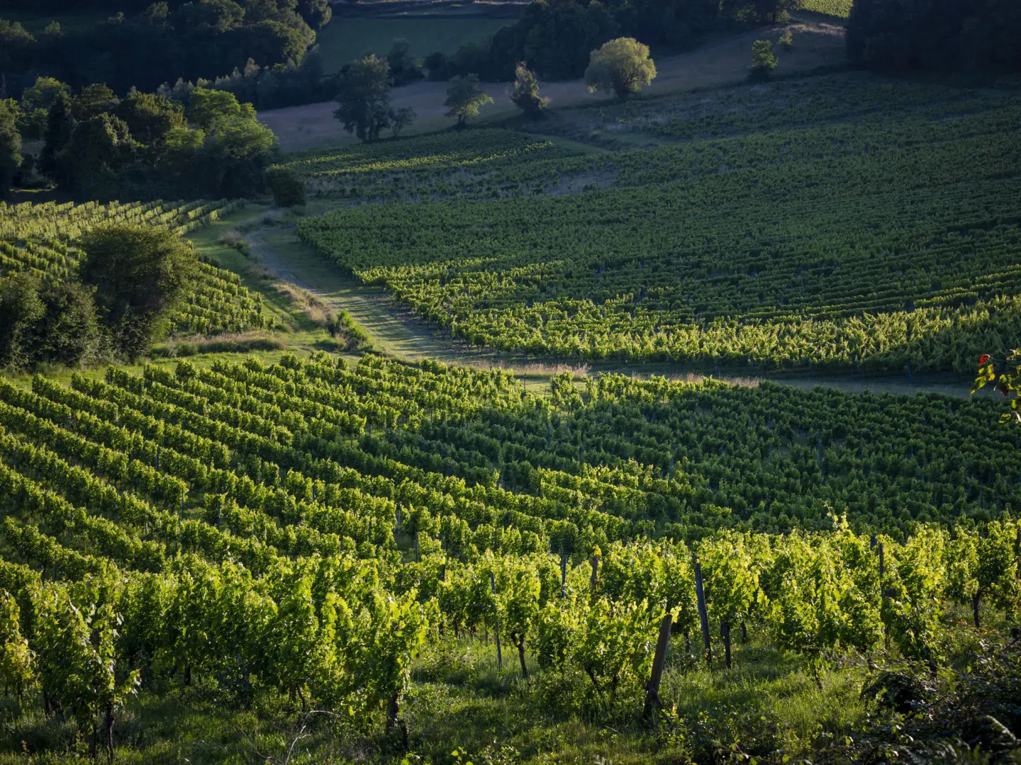 Stone House in a Vineyard, With Swimming Pool, Near Bordeaux