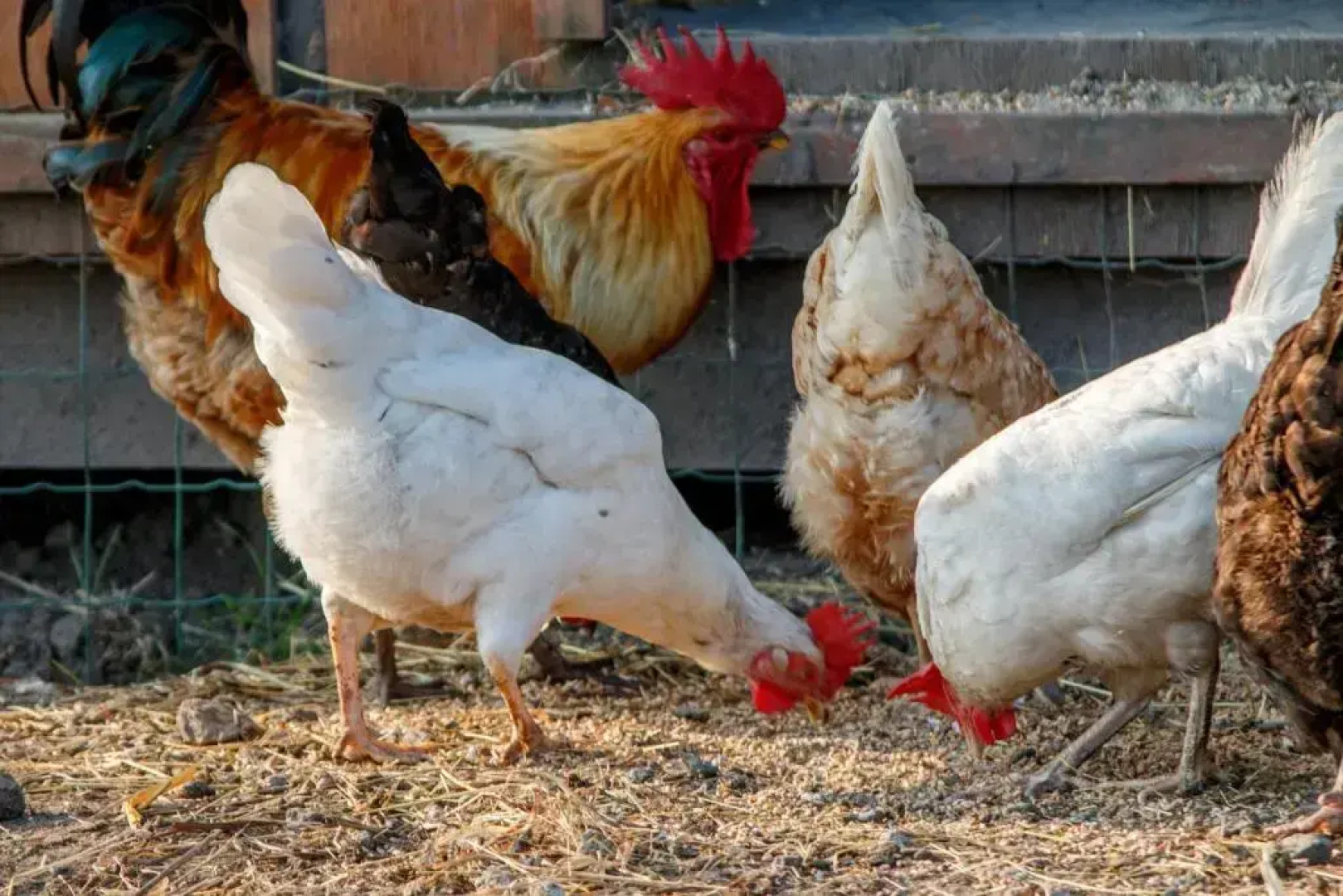 Rï¿½gen-Ferienhof