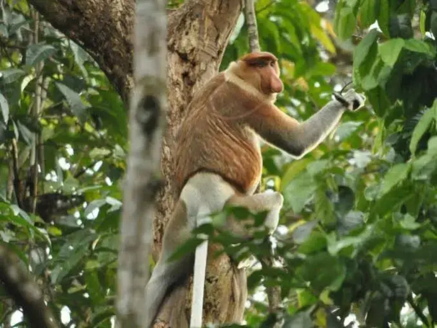 Borneo Nature Lodge