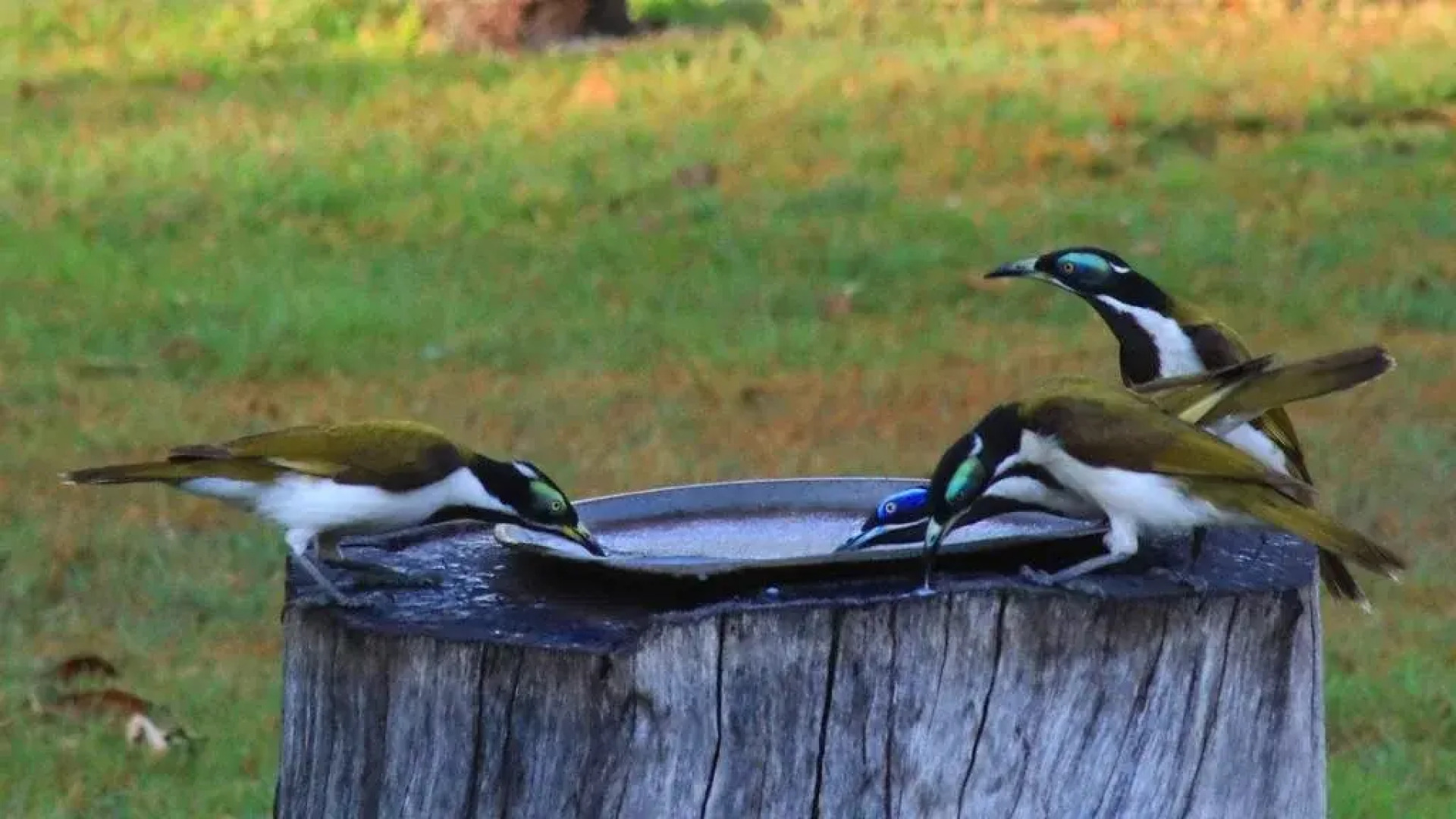 Batchelor Holiday Park