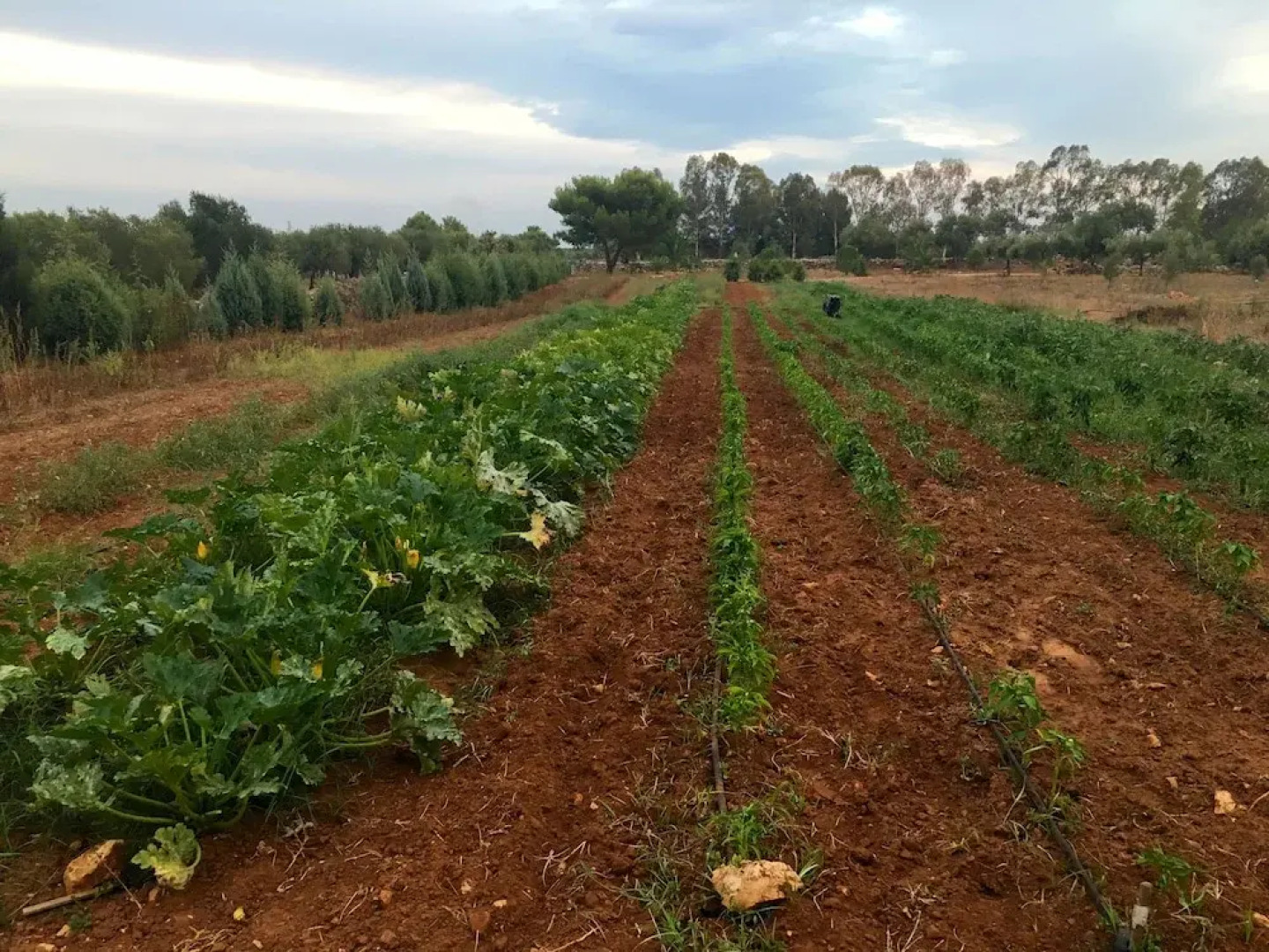 Grikò Country Hotel