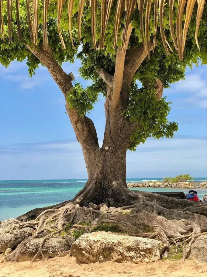 Anse des Rochers Beach & Pool Resort
