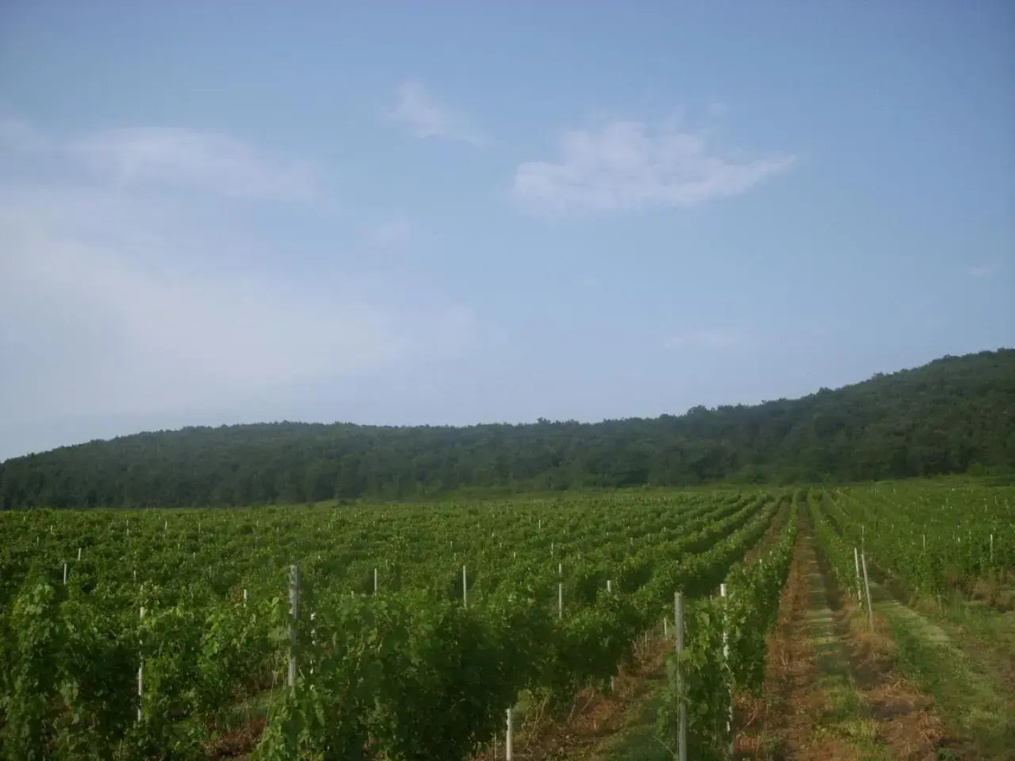 Casa Domeniile Vinului