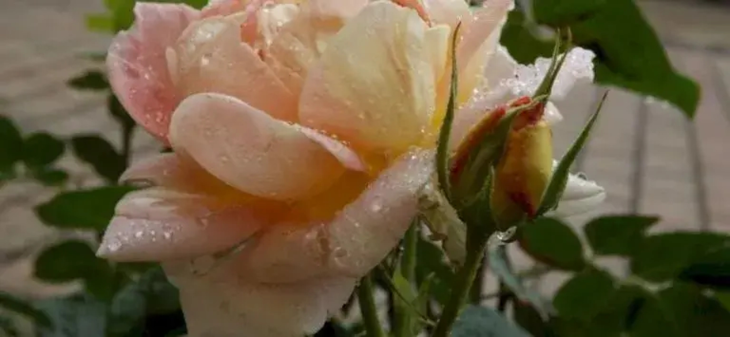 Residence Borgo Alto