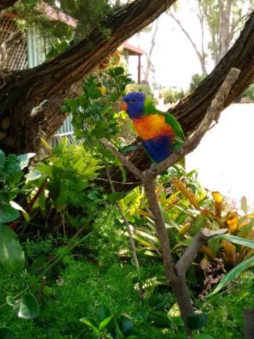 Rose City Caravan Park