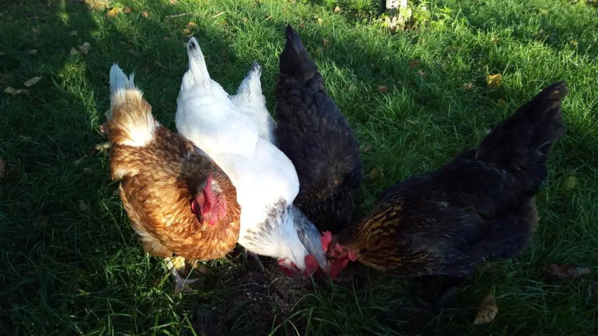 Ferienwohnung Elisabeth