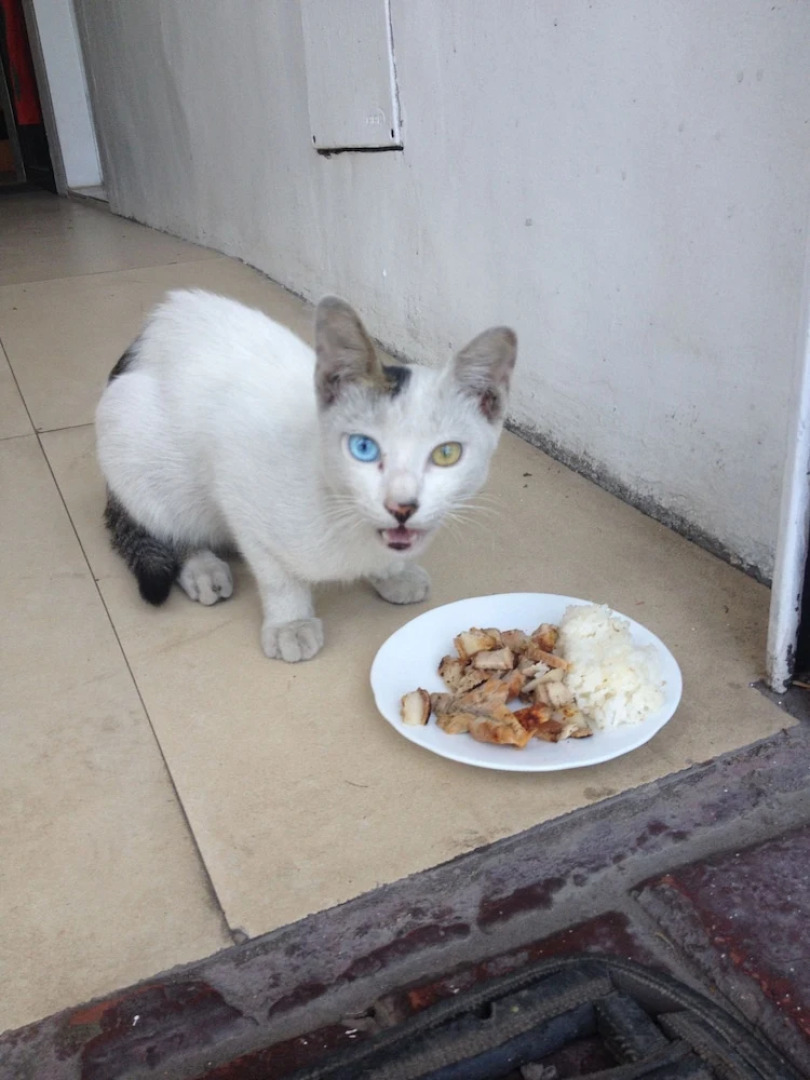 Rozen Suites Paradise