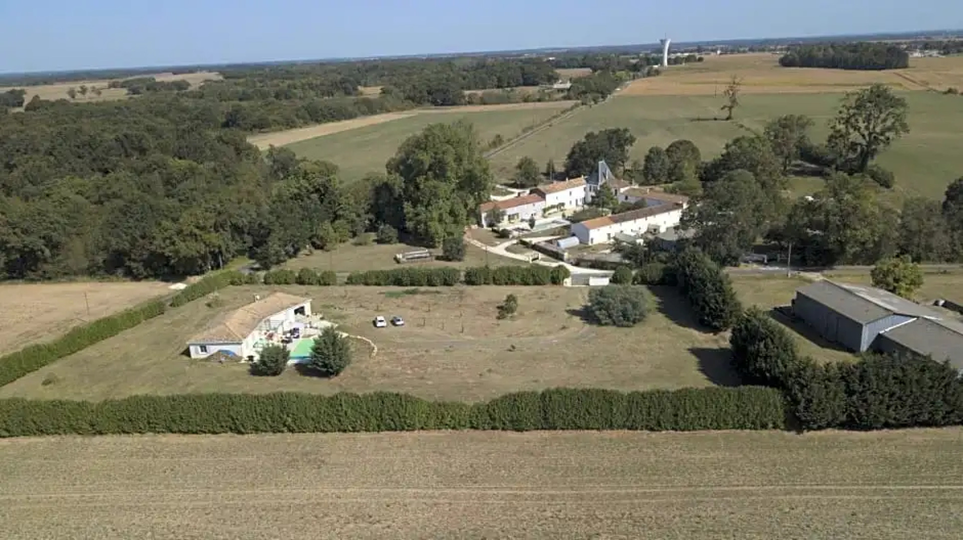 Les roses trémières