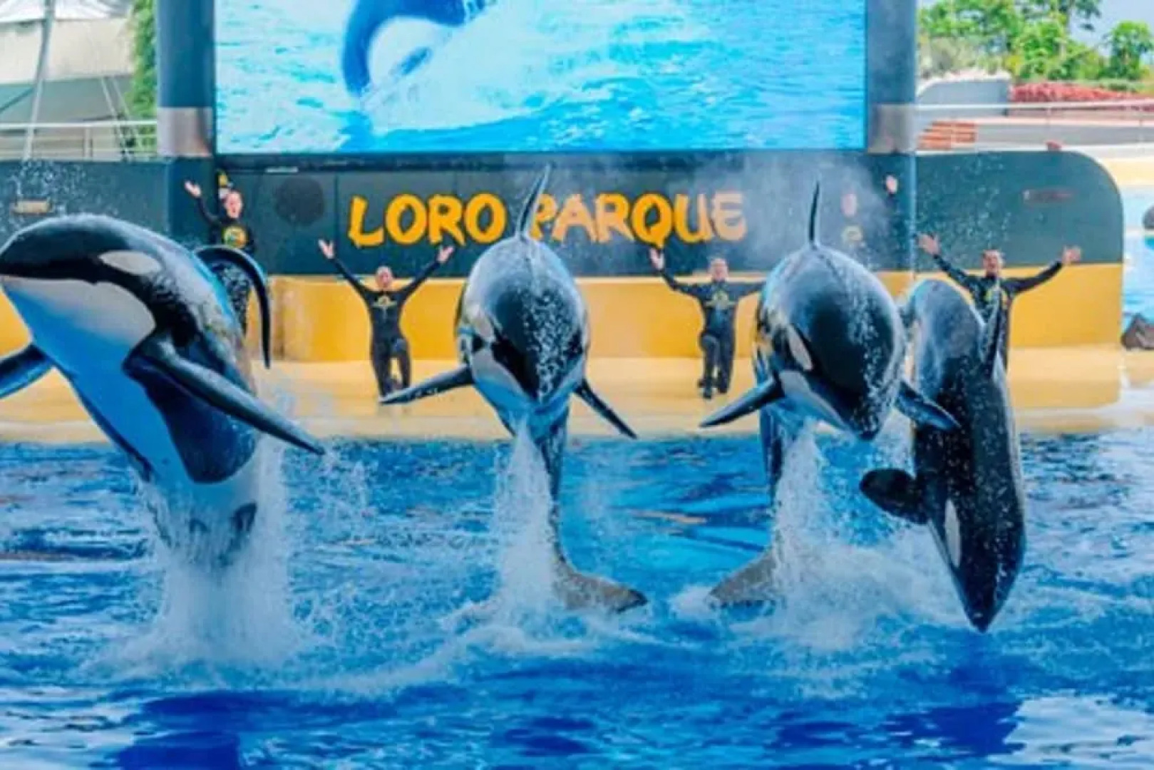 Apartment With one Bedroom in La Orotava, With Wonderful sea View, Furnished Terrace and Wifi - Near the Beach