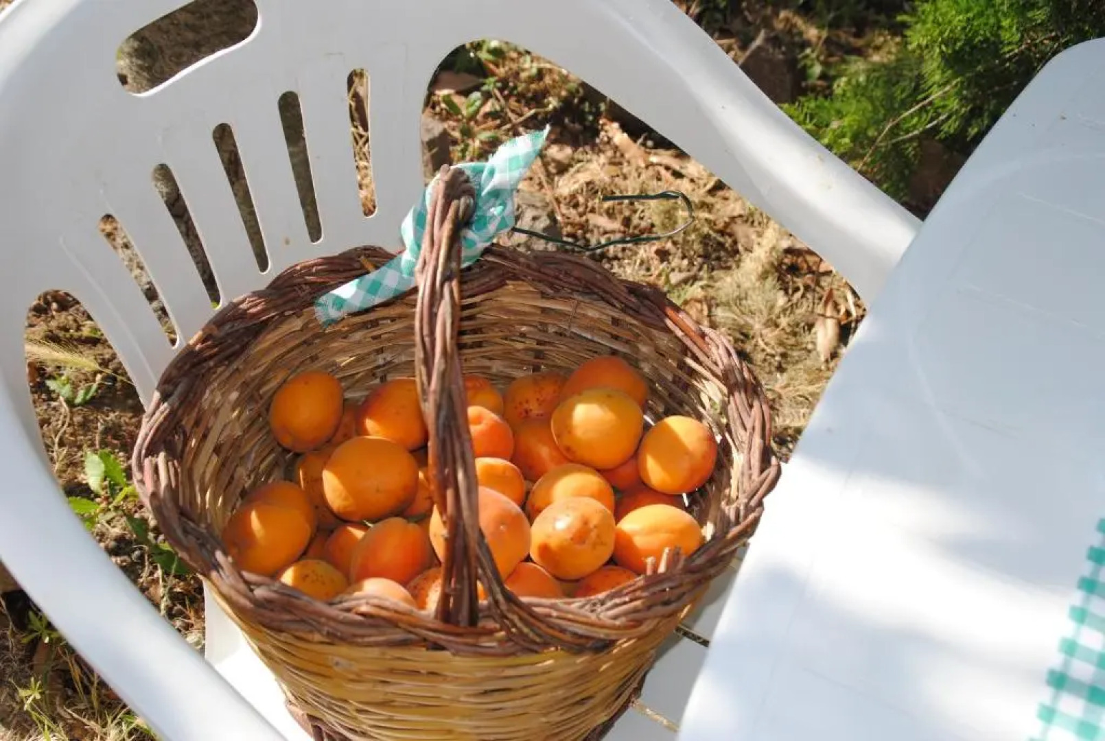 Il gelsomino del Perugino