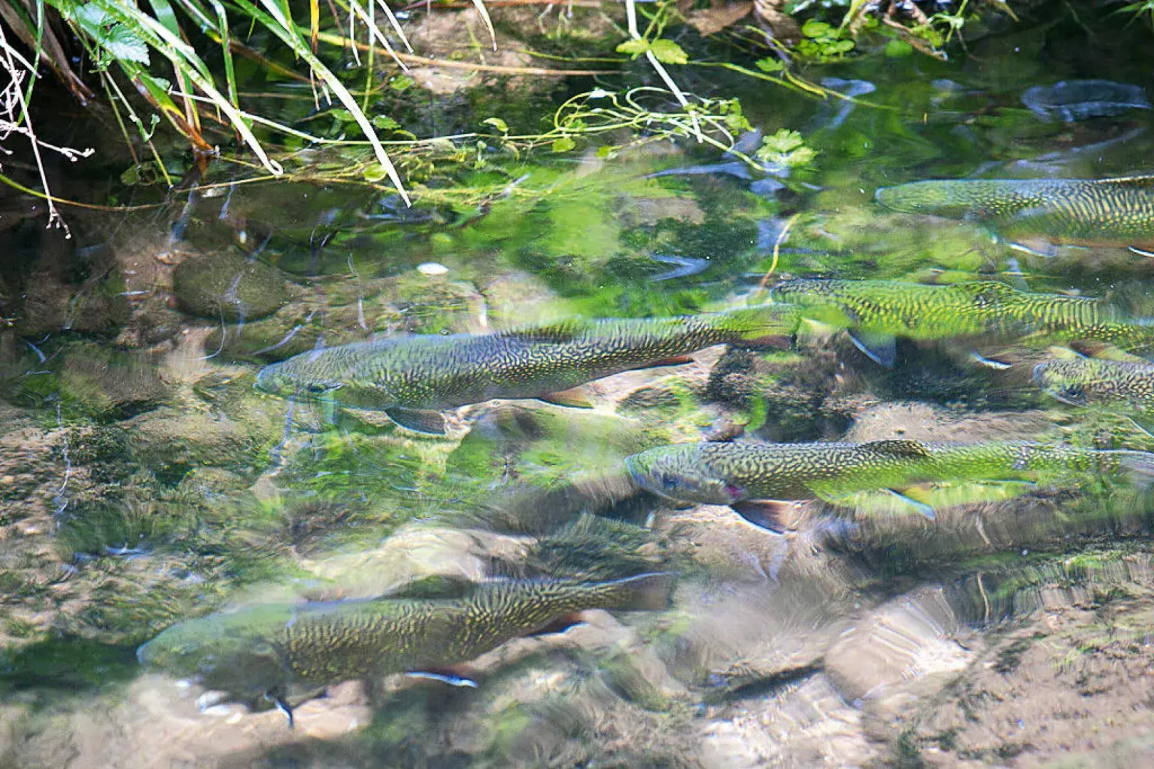 Apartment in Alsace With Private Terrace