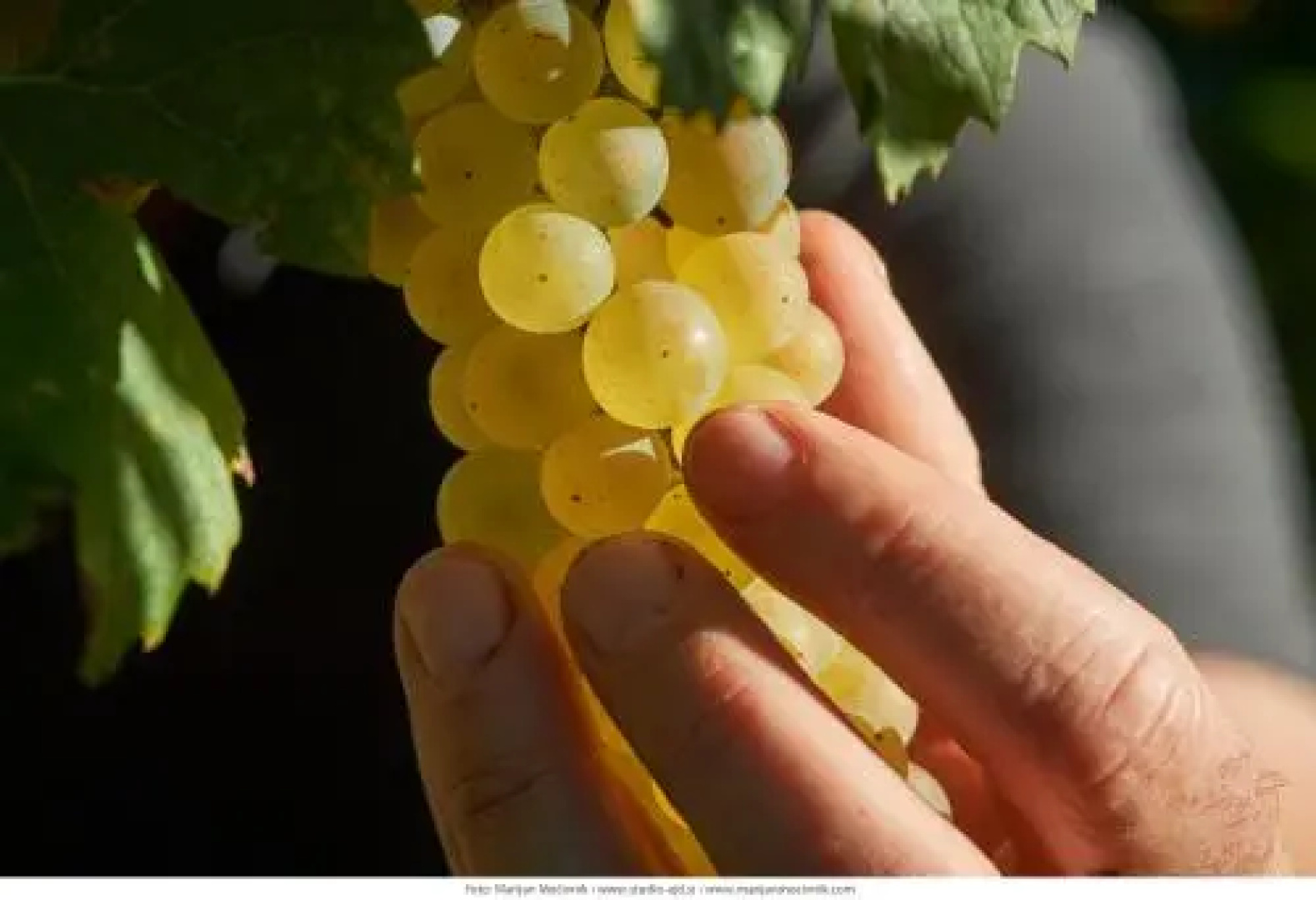 Wine Grower's Mansion Zlati Gric
