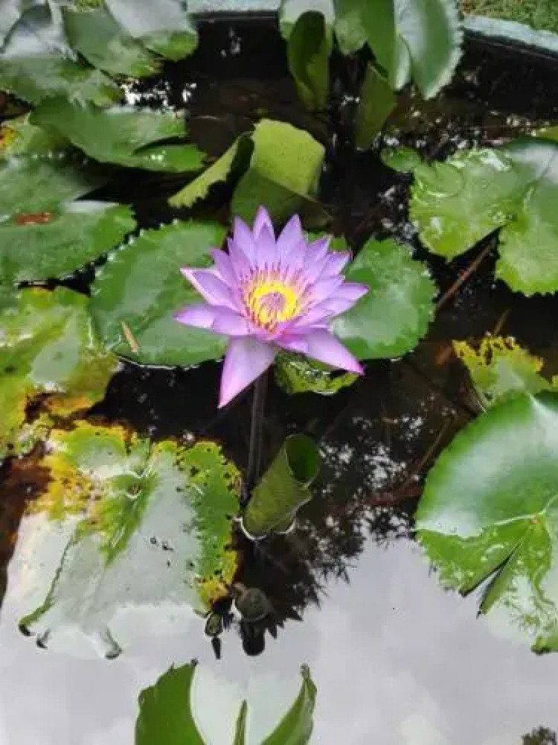 Ruins View Holiday Resort