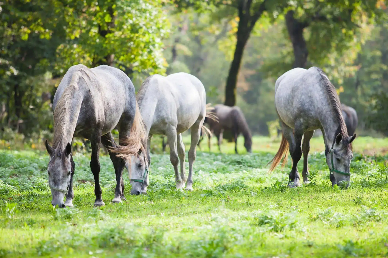Lipica - Hotel Maestoso