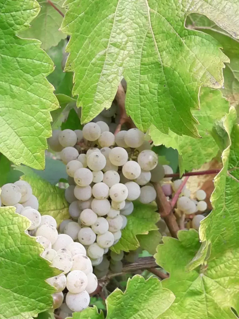 Weinhof Michael Morbach