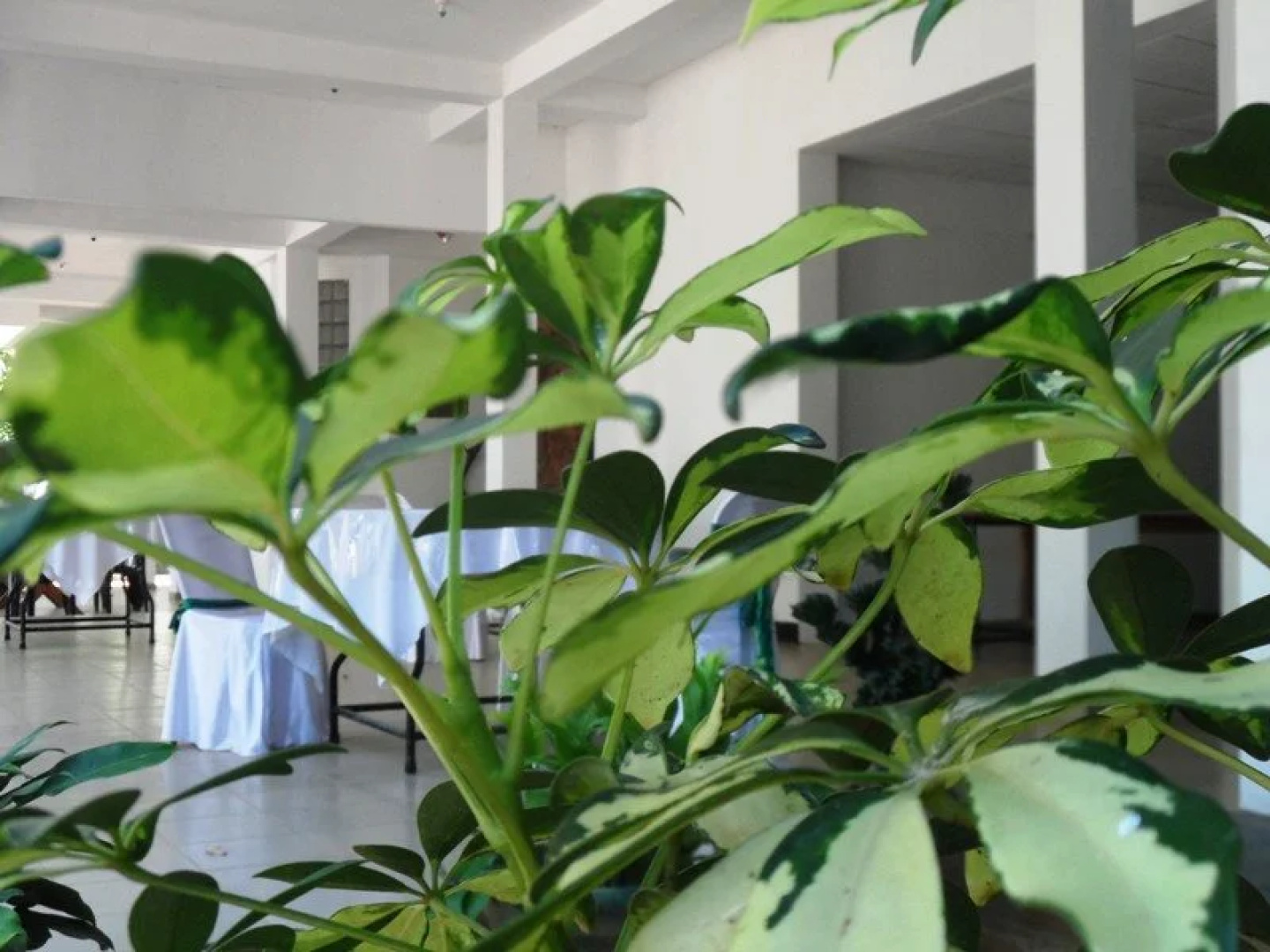 Hotel Whiteroyal