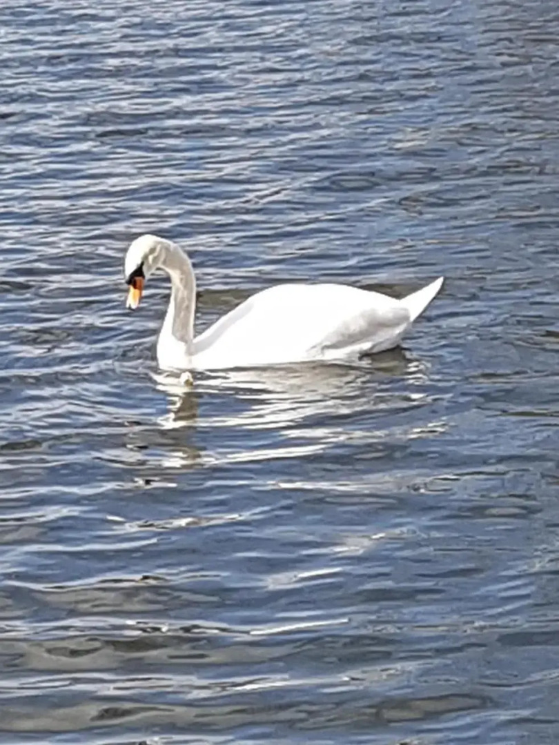 Unique Water Stay Tiny Hausboot für 2 Personen