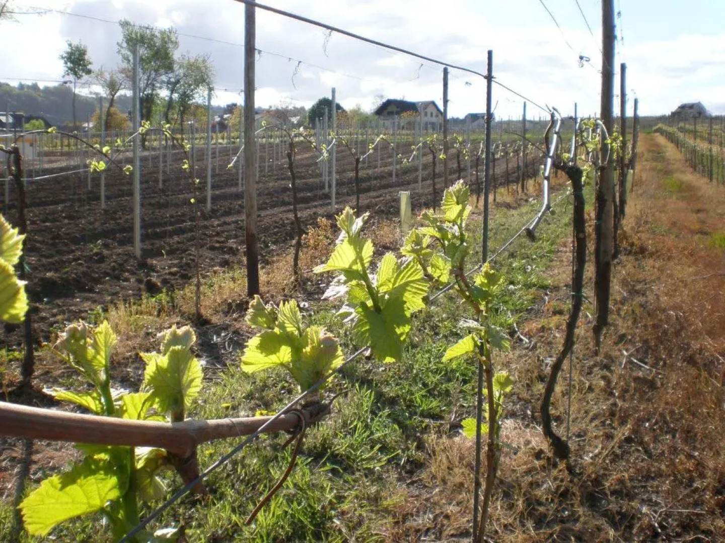 Holiday Home Weingut Mertes