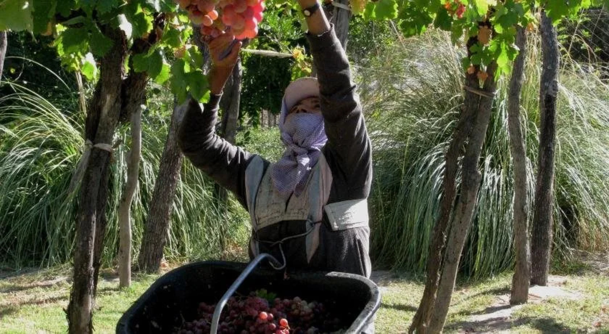 Conalbi Grinberg Casa Vinicola