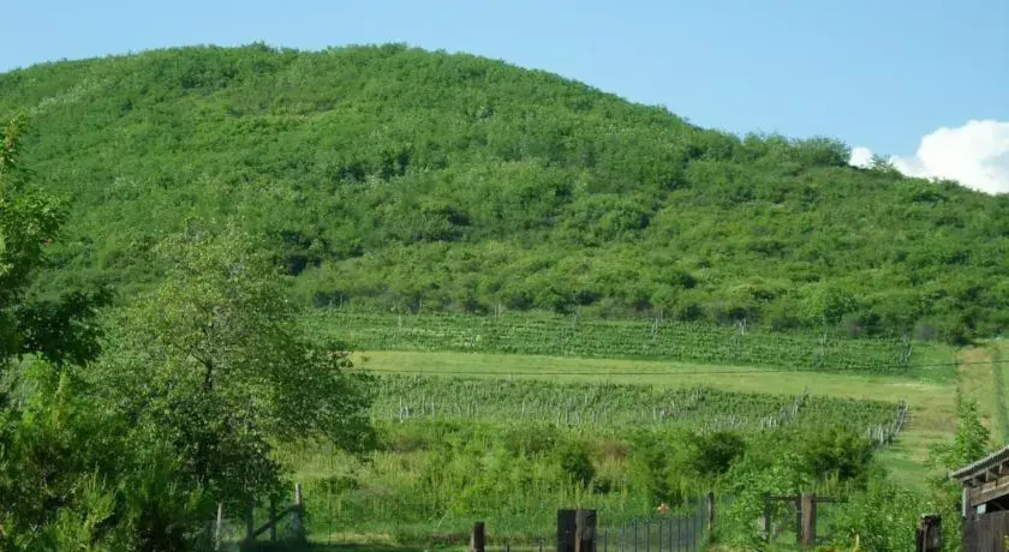 Bényelak - zöldorom