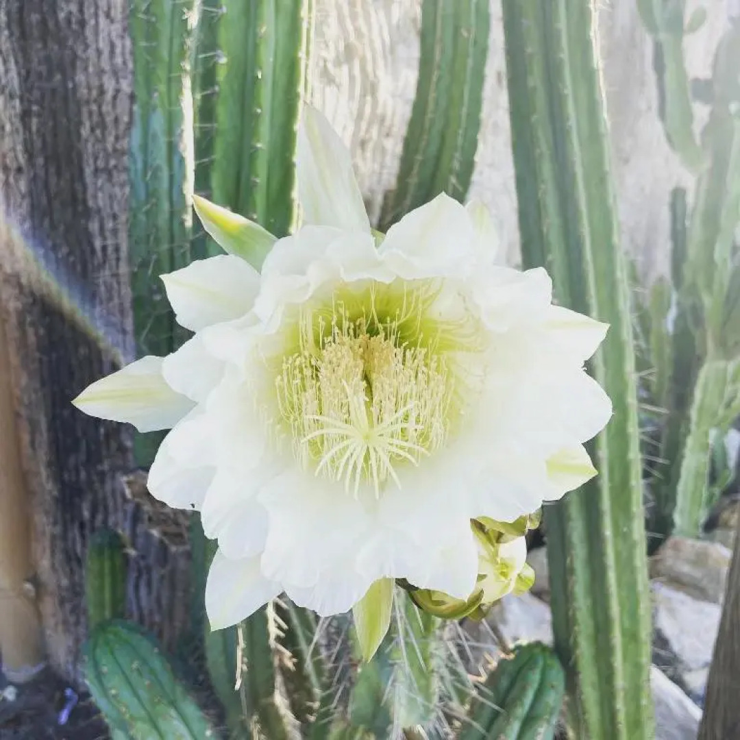 Villino Saraceno Rostain