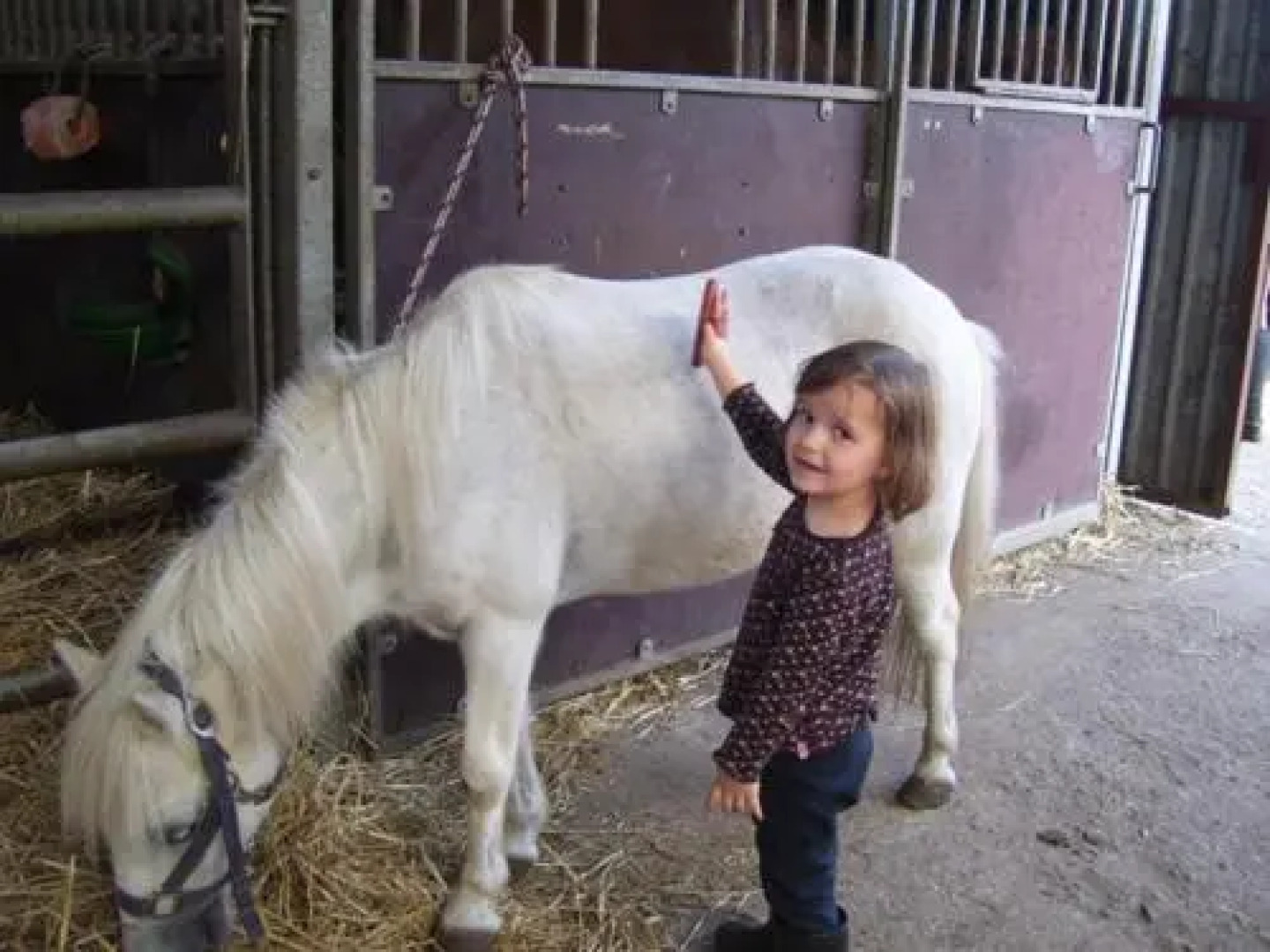 Wollesen's Reiterhof