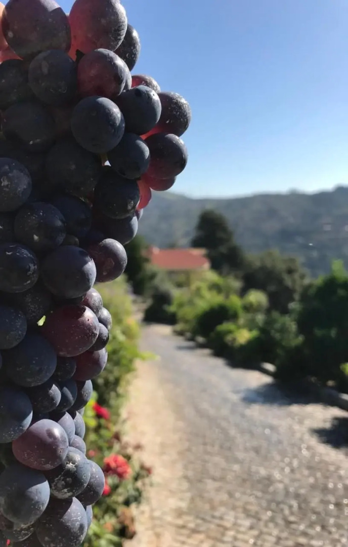 Private Douro- Quinta das Susandas