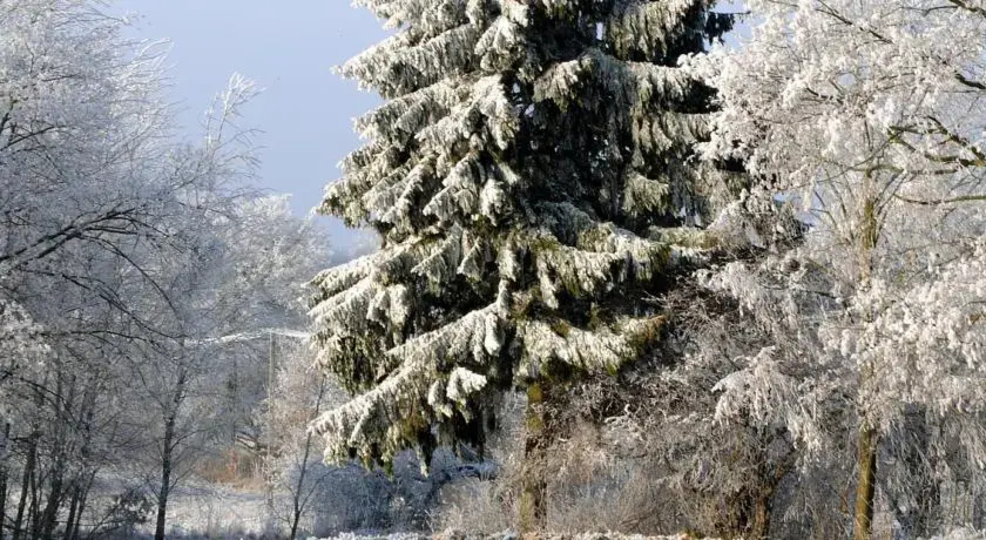 Siedlisko Lecą Żurawie