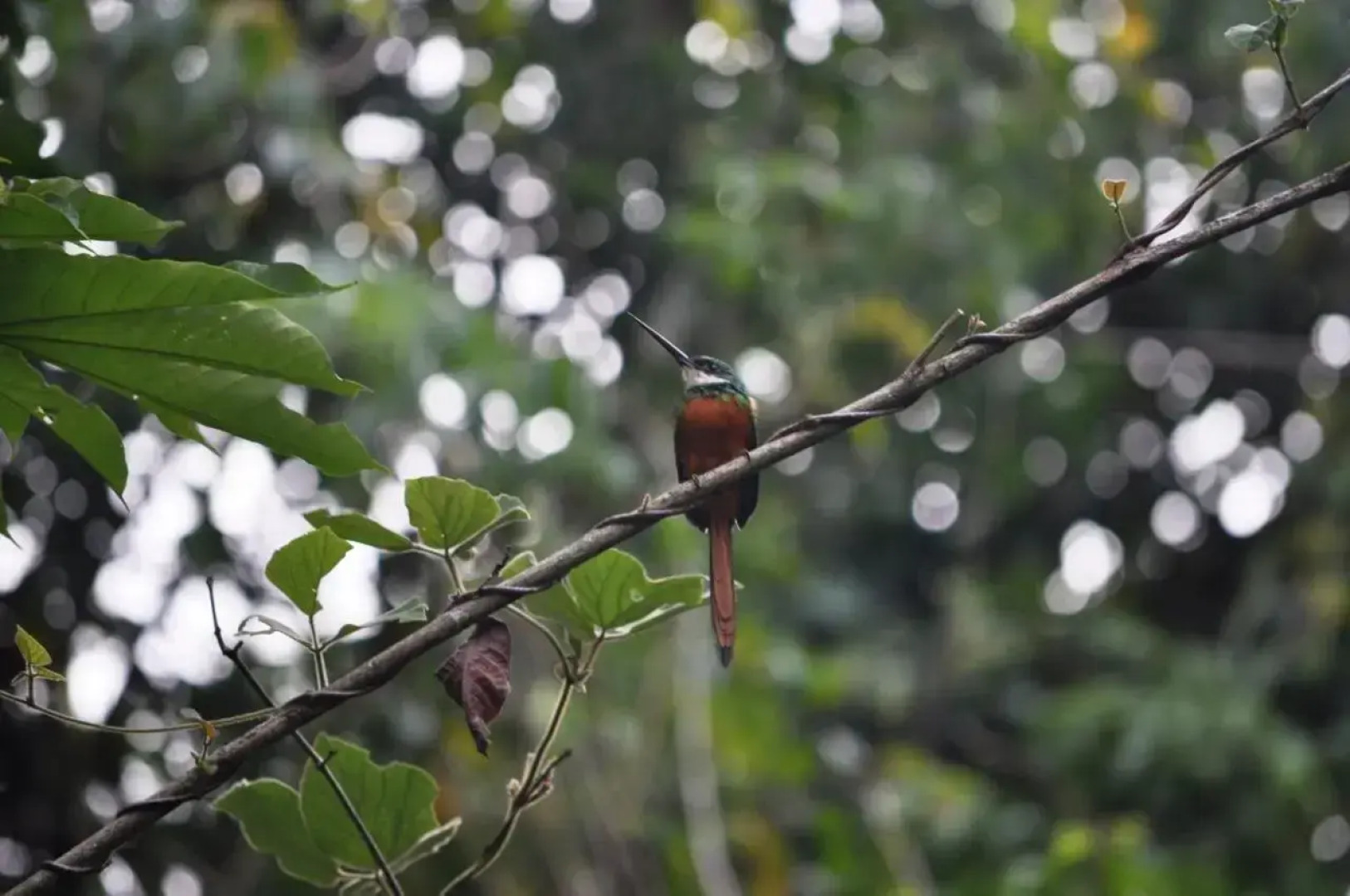 The Leatherback Lodge