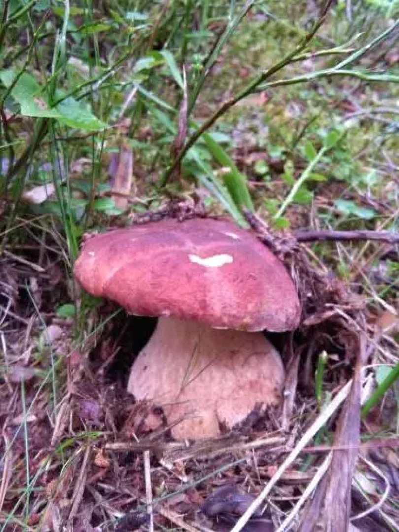 Guest house Dlya Gostey