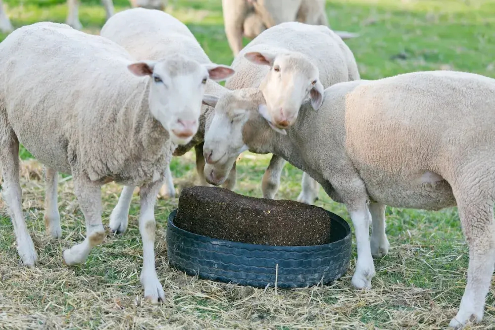 Schoemanshoek Glamping & Self Catering