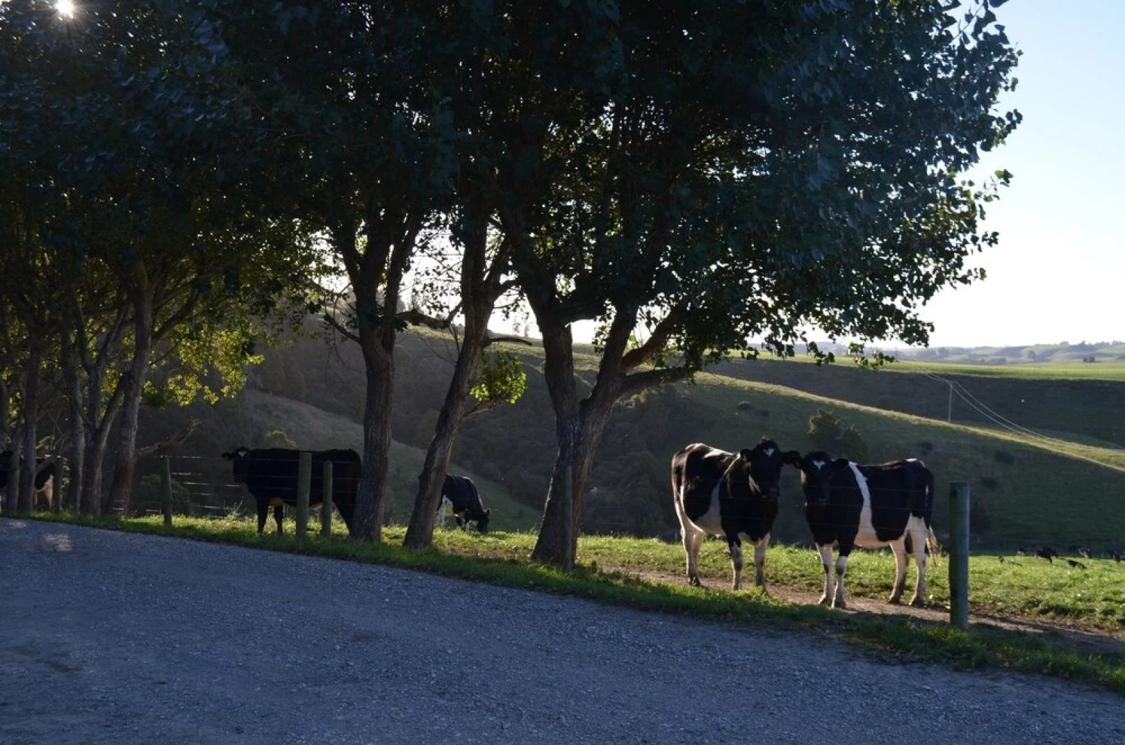 The Cloan At The Catlins