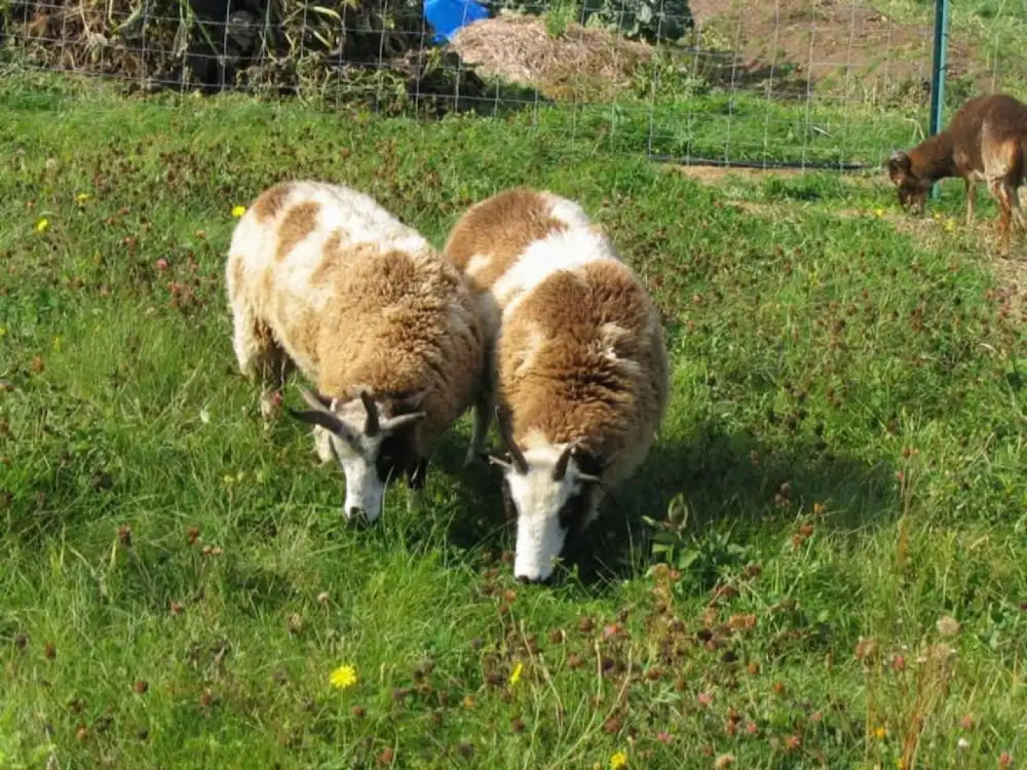 Three Pines Bed and Breakfast