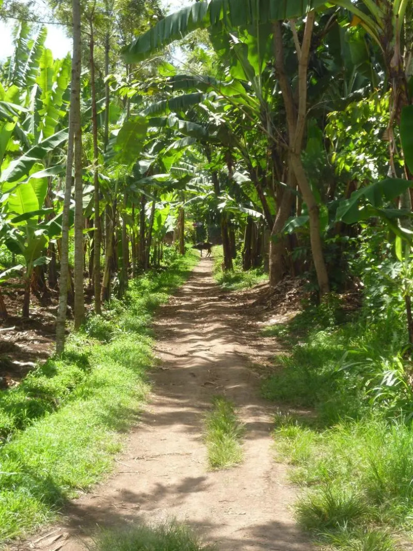 The Vijiji Center Lodge and Safari