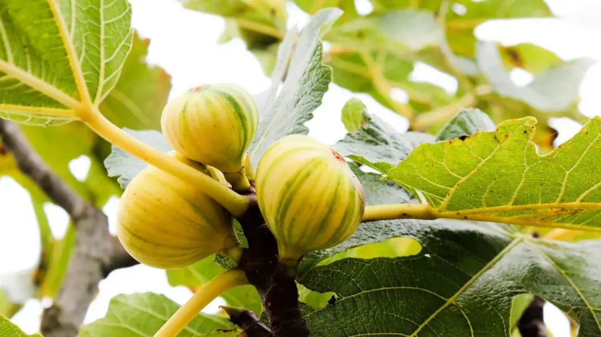 I Giardini Di Pomona