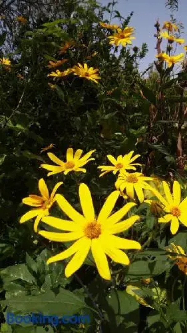 Valencia Grove Villa