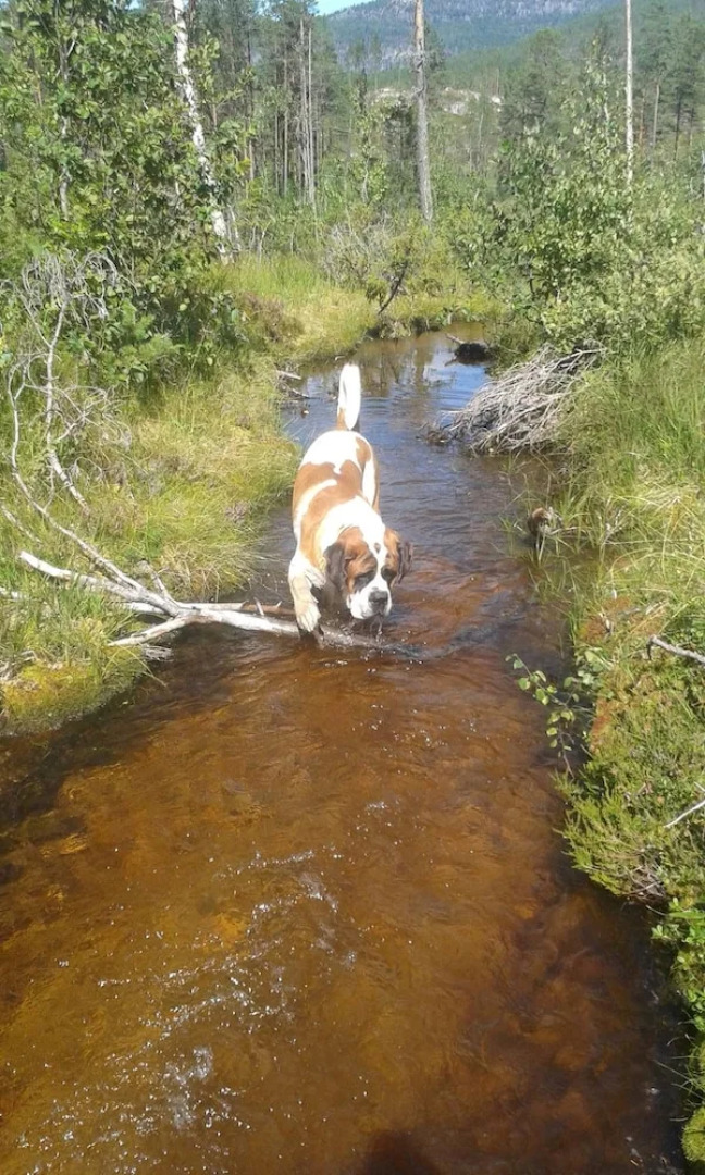 Telemark Inn - Hytte