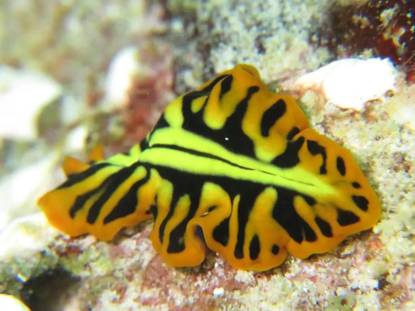 Gecko Nature Lodge & Swahili Divers