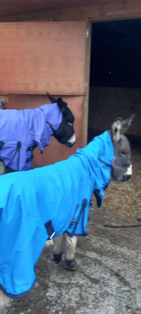 Comfort Cottage Healing