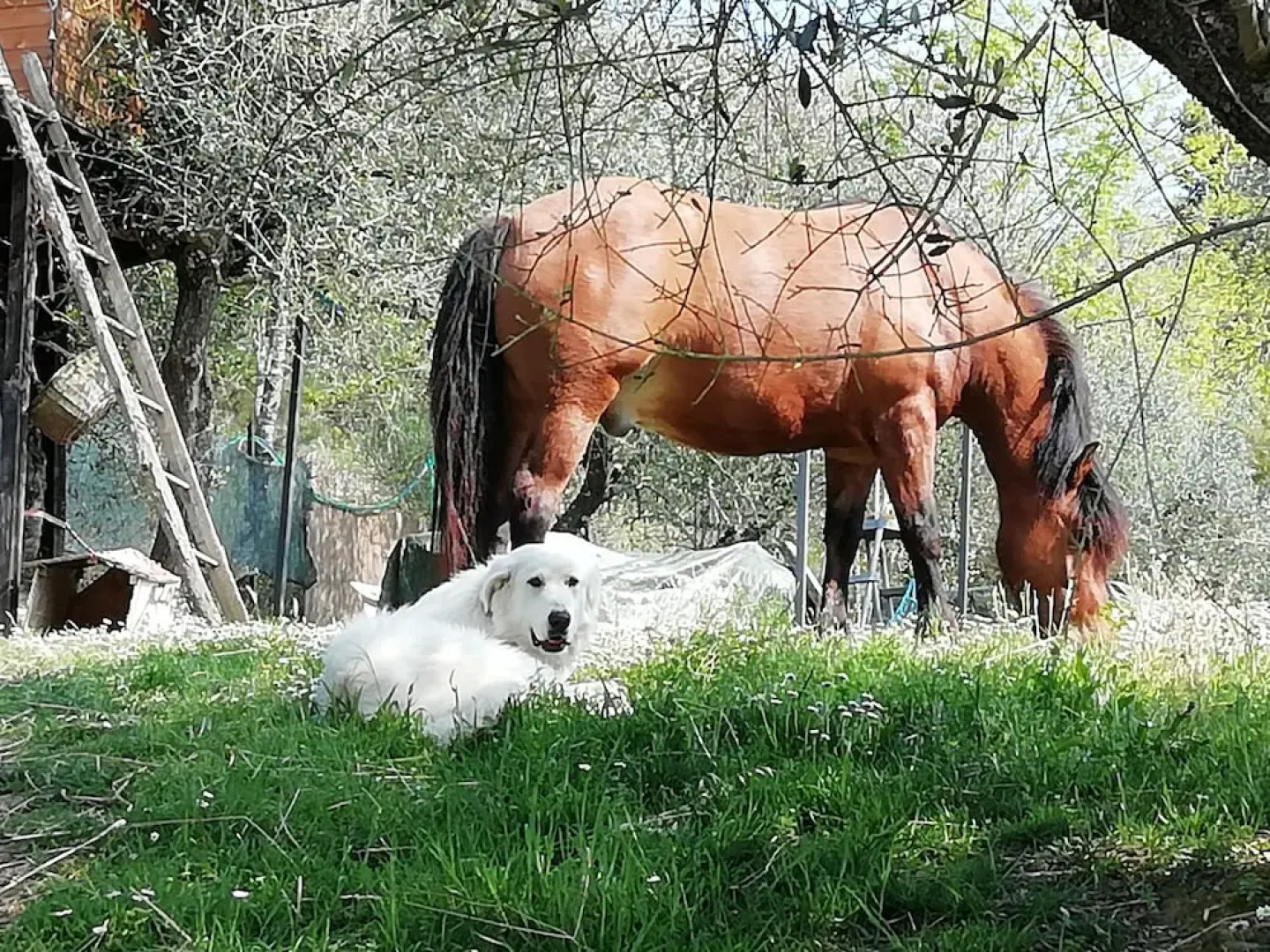 Hillock Of Goats Vacation Home On The Farm