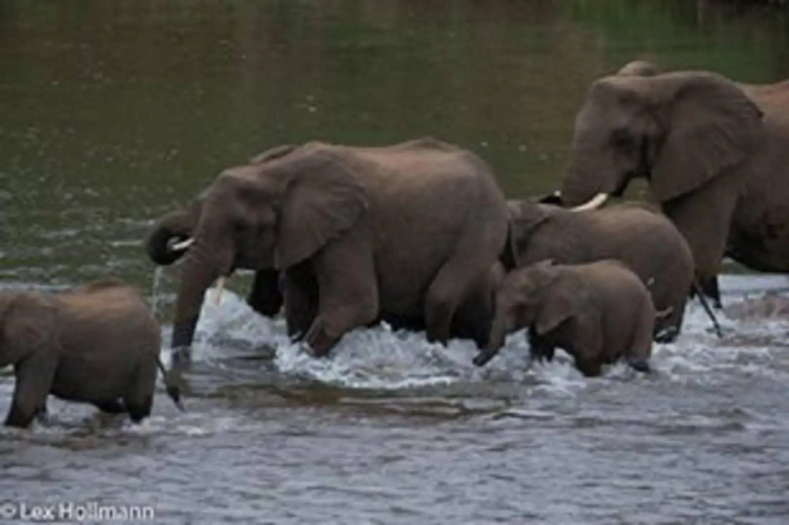 River House Bush and Safari Lodge