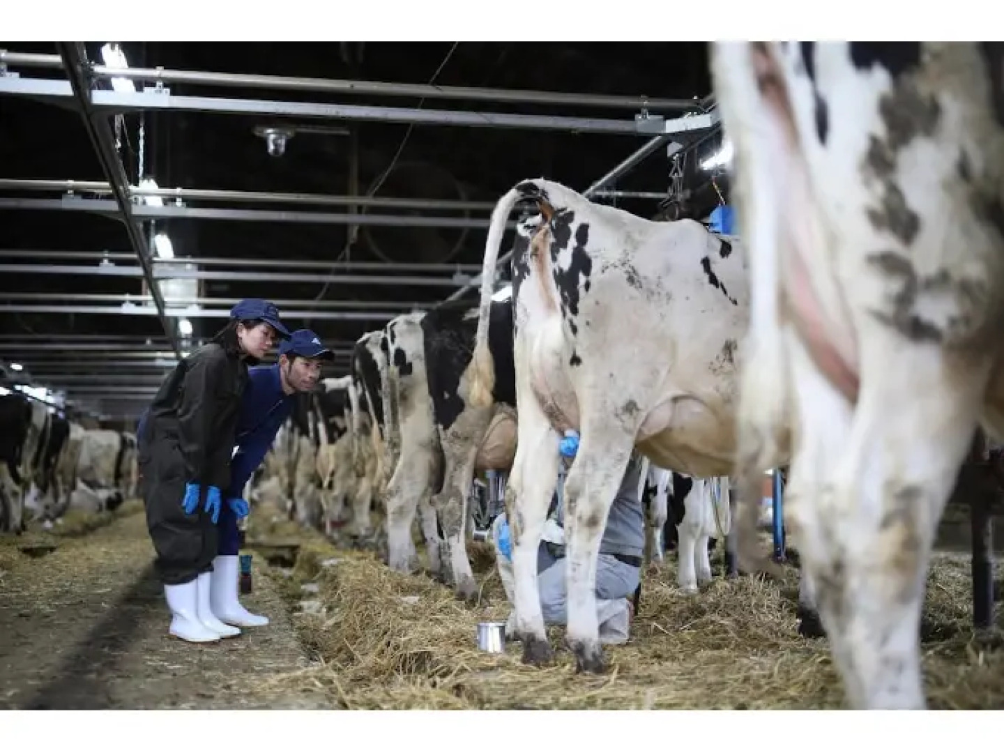 KUSHIRO GUESTHOUSE COOK A DOODLE DOO - Hostel