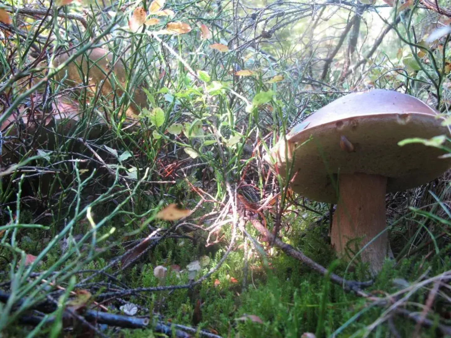 Domek drewniany w górach