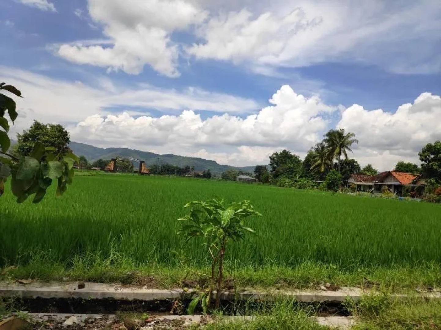 Sardi Homestay by ZUZU