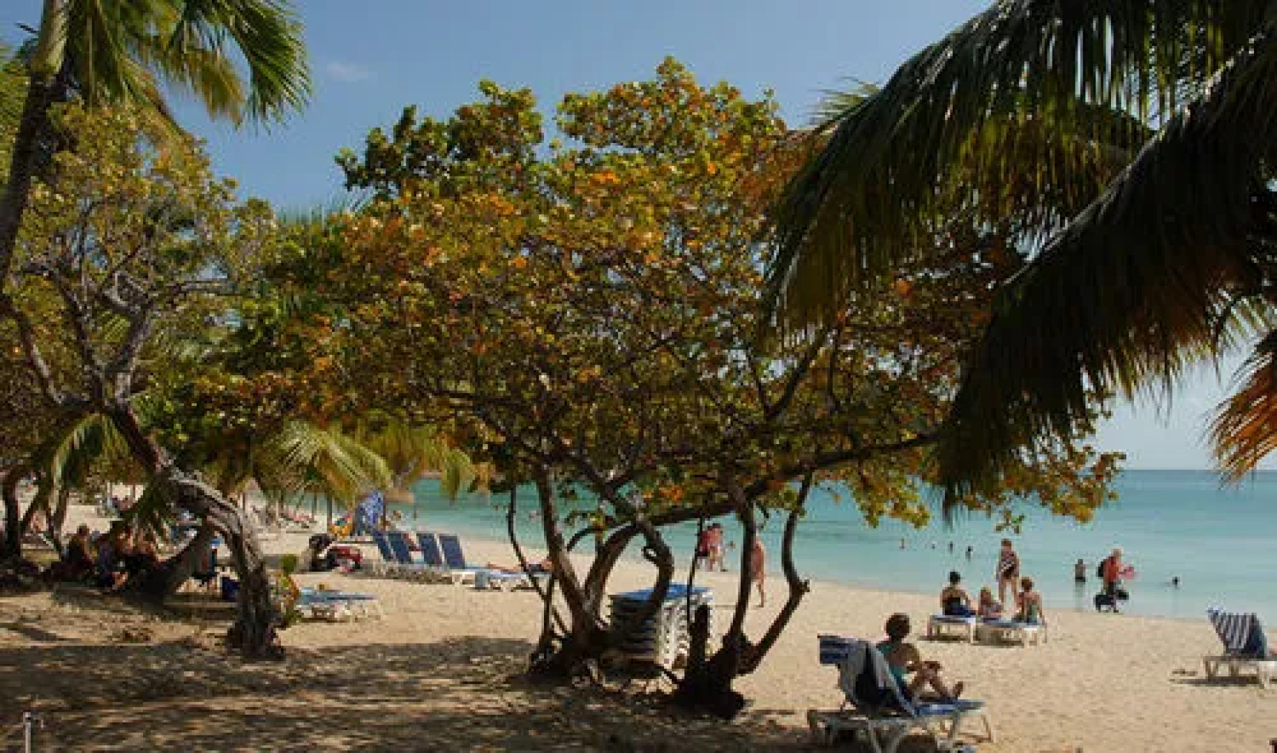 Island Beach Comber